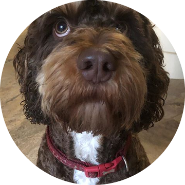 CockapooLove | The ultimate UK cockapoo resource