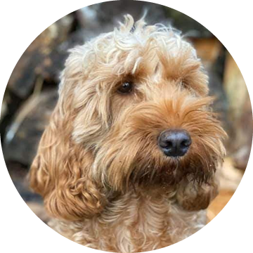 CockapooLove | The ultimate UK cockapoo resource