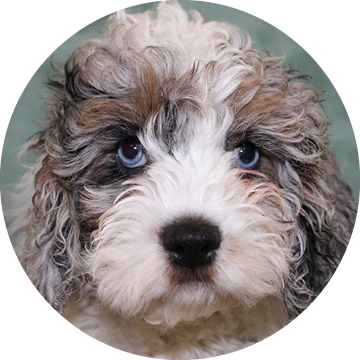 broomhills cockapoos