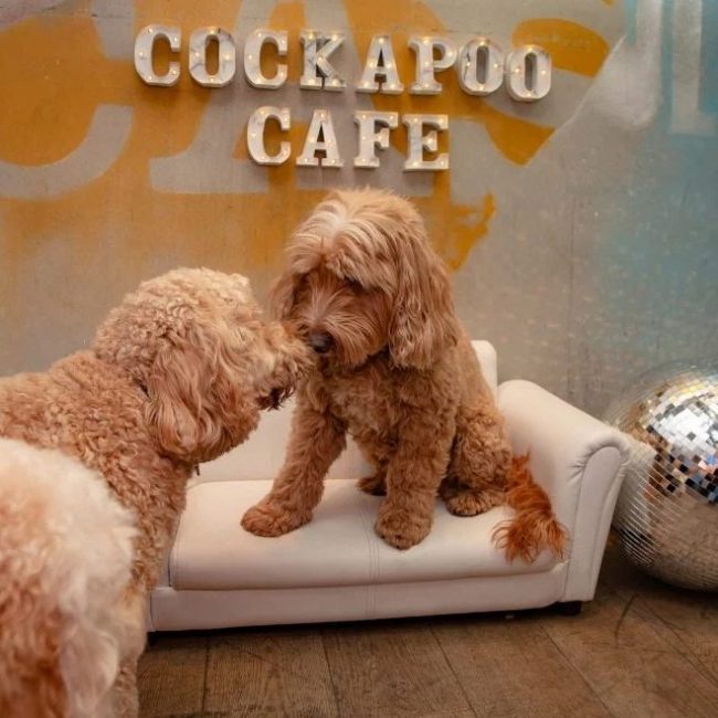 Cockapoo Cafe