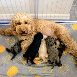 Gorgeous Rainbow Litter of Teddy Bear Puppies! 🐾